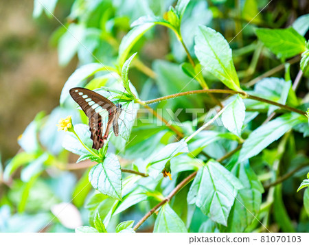 吮吸花蜜的蝴蝶 吮吸花蜜的蝴蝶 81070103