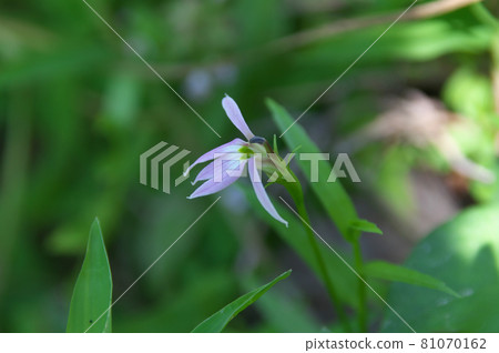 半邊蓮 半邊蓮 81070162