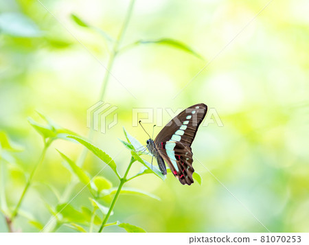 Butterflies sucking nectar of flowers Aosujiageha Butterflies sucking nectar of flowers Aosujiageha 81070253