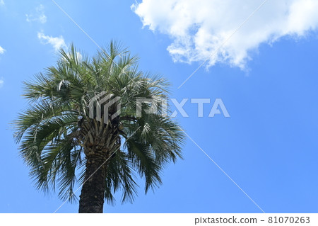 Palm trees and sunny sky Palm trees and sunny sky 81070263