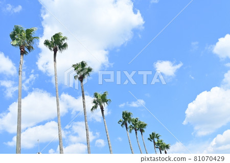閃閃發光的棕櫚樹和路邊的樹 81070429