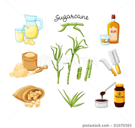 Cane sugar stalks and leaves set. Freshly squeezed sugar cane juice in a jug and glass, cubes, glass bottles of rum, bamboo, molasses. Vector illustration on a white isolated background. 81070565