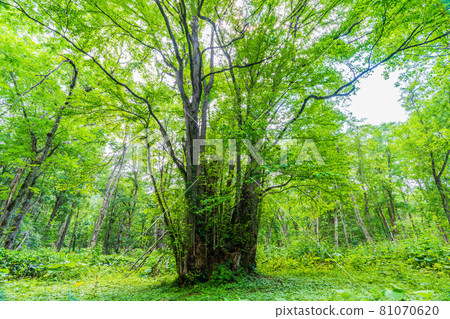 Biei, Hokkaido, God of the Forest 81070620