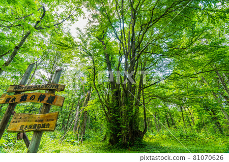 Biei, Hokkaido, God of the Forest Biei, Hokkaido, God of the Forest 81070626