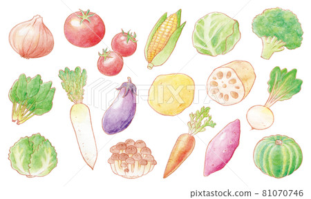 Hand drawn vegetable illustration set 1 81070746