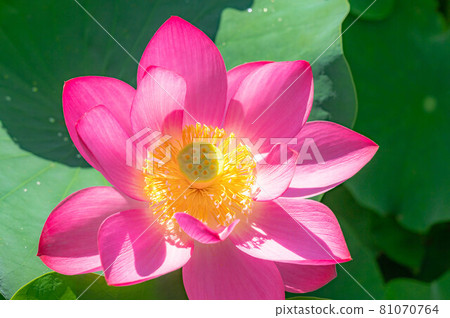Lotus flower from above Lotus flower from above 81070764