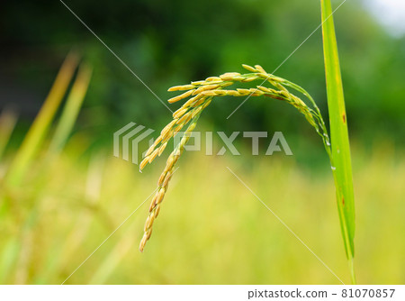 elective focus on leaf the ear of rice green field organic food in farming elective focus on leaf the ear of rice green field organic food in farming 81070857