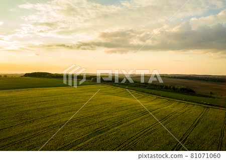 Aerial view of bright green agricultural farm field with growing rapeseed plants at sunset. 81071060