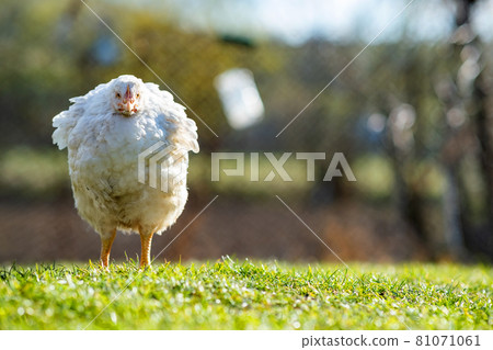Hen feed on traditional rural barnyard. Close up of chicken standing on barn yard with green grass. Free range poultry farming concept. 81071061