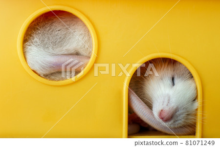 Closeup of funny white domestic rat with long whiskers sleeping in yellow plastic pet house. 81071249