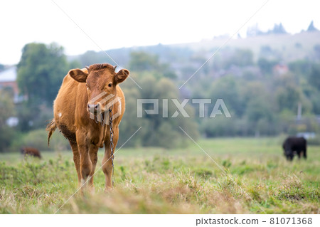 Brown milk cow grazing on green grass at farm grassland. 81071368