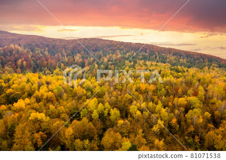 Aerial view of high mountain hills covered with dense yellow forest and green spruce trees in autumn. 81071538