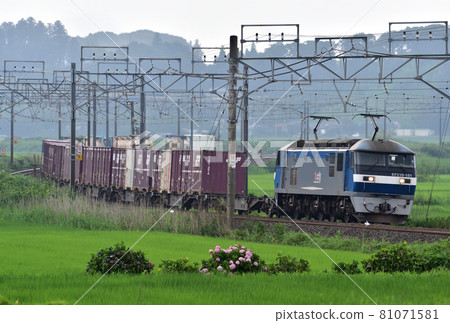 總武本線 Sakura-Monoi JR Freight EF210-151(新鶴見) 總武本線 Sakura-Monoi JR Freight EF210-151(新鶴見) 81071581
