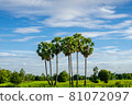 Sugar palms trees 81072097