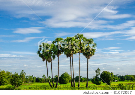 Sugar palms trees Sugar palms trees 81072097