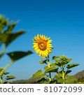 Sunflower 81072099