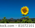 Sunflowers 81072101