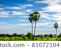 Sugar palms trees 81072104