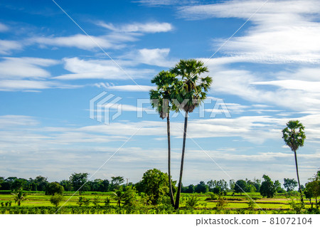 Sugar palms trees 81072104