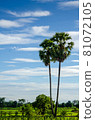 Sugar palms trees 81072105