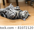 Our pet cat lying comfortably on the floor. Our pet cat lying comfortably on the floor. 81072120