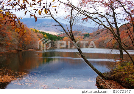 Autumn leaves of Choro Lake (Shichikashuku Town, Miyagi Prefecture) 81072147