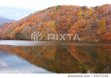 Autumn leaves of Choro Lake (Shichikashuku Town, Miyagi Prefecture) Autumn leaves of Choro Lake (Shichikashuku Town, Miyagi Prefecture) 81072148