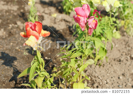 金魚草鮮花盛開在花壇上 81072155