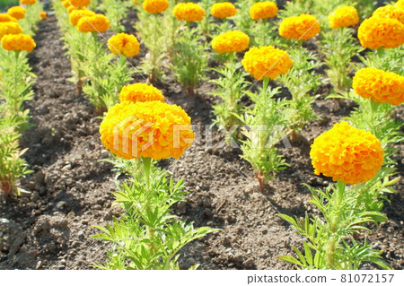 萬壽菊鮮花盛開在花壇裡 81072157