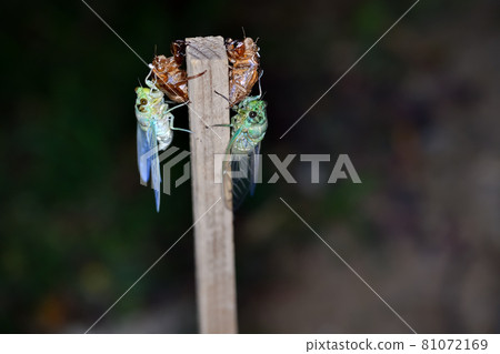 Emergence of Min-Min-gemi 81072169