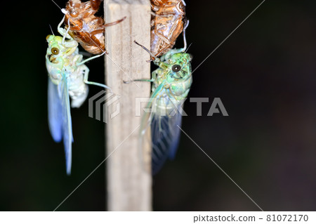 Min-Min-gemi的出現 Min-Min-gemi的出現 81072170