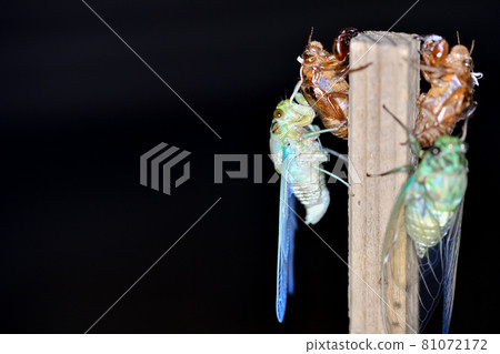 Min-Min-gemi的出現 Min-Min-gemi的出現 81072172