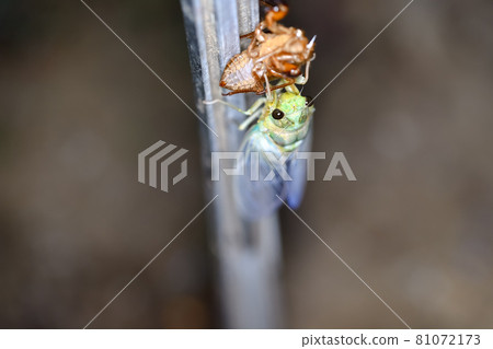 Emergence of Min-Min-gemi 81072173