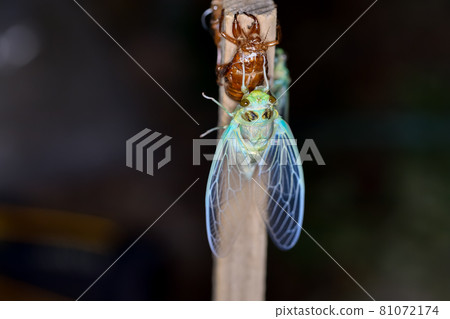 Min-Min-gemi的出現 81072174