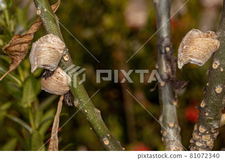Mantid Egg Case 81072340