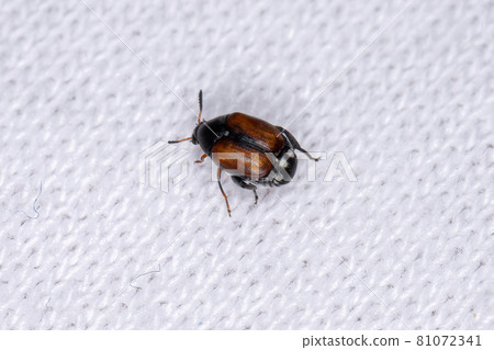 Adult Large-horned Bruchid Beetle Adult Large-horned Bruchid Beetle 81072341
