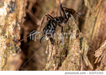 Adult Trap-jaw Ant Adult Trap-jaw Ant 81072342