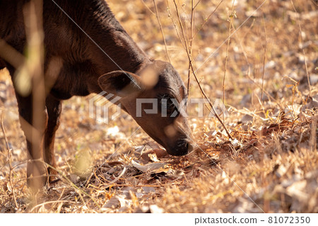 cow in a farm cow in a farm 81072350