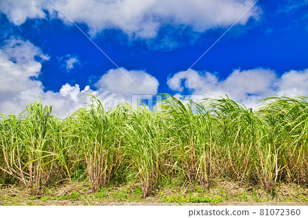 Okinawa sugar cane field in midsummer. Blue sky and clouds 81072360