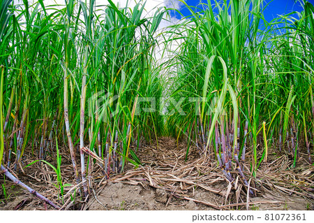 Okinawa sugar cane field in midsummer. Blue sky and clouds Okinawa sugar cane field in midsummer. Blue sky and clouds 81072361