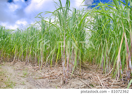 Okinawa sugar cane field in midsummer. Blue sky and clouds Okinawa sugar cane field in midsummer. Blue sky and clouds 81072362