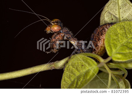Acontistid Mantis Nymph 81072395
