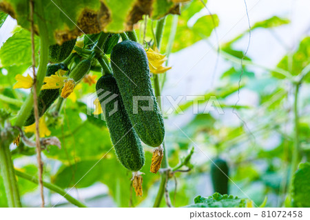 Ripe green cucumbers grow in greenhouse. Summer harvest concept. 81072458