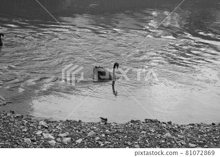 Monochrome Black Swan Bird River Waterside (registered in August 2021) Maximum size: L Monochrome Black Swan Bird River Waterside (registered in August 2021) Maximum size: L 81072869