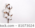 Fluffy cotton branch on white background. 81073024