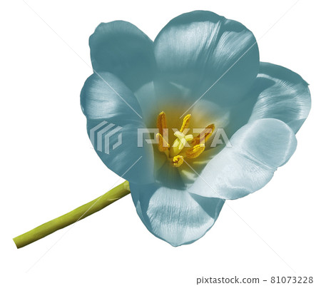 tulip turquoise flower isolated on white background with clipping path.  Closeup no shadows. Nature. 81073228