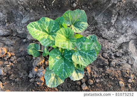 Pumpkin tree growing in the garden Pumpkin tree growing in the garden 81073252