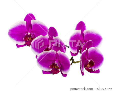 Dark lilac orchid branch Dark lilac orchid branch 81073266