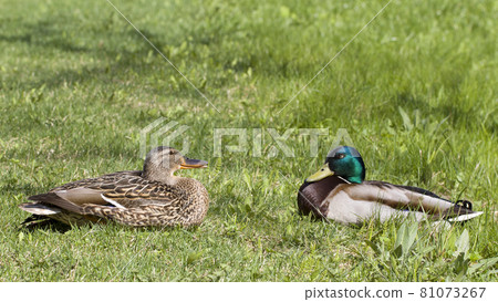 Female and male ducks in the grass Female and male ducks in the grass 81073267