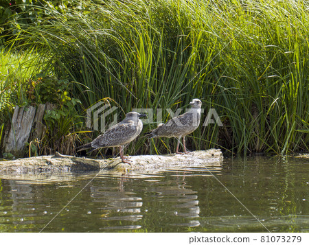 Two grey seagulls Two grey seagulls 81073279